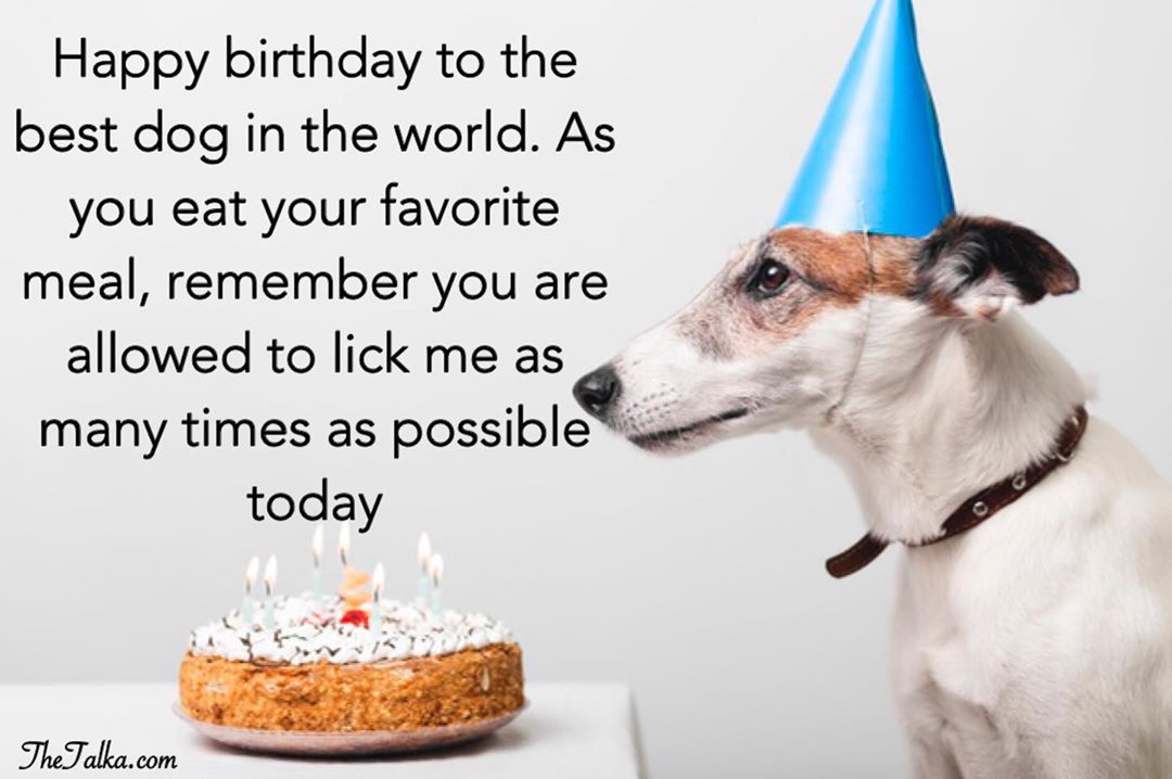  Birthday Wishes For Dog