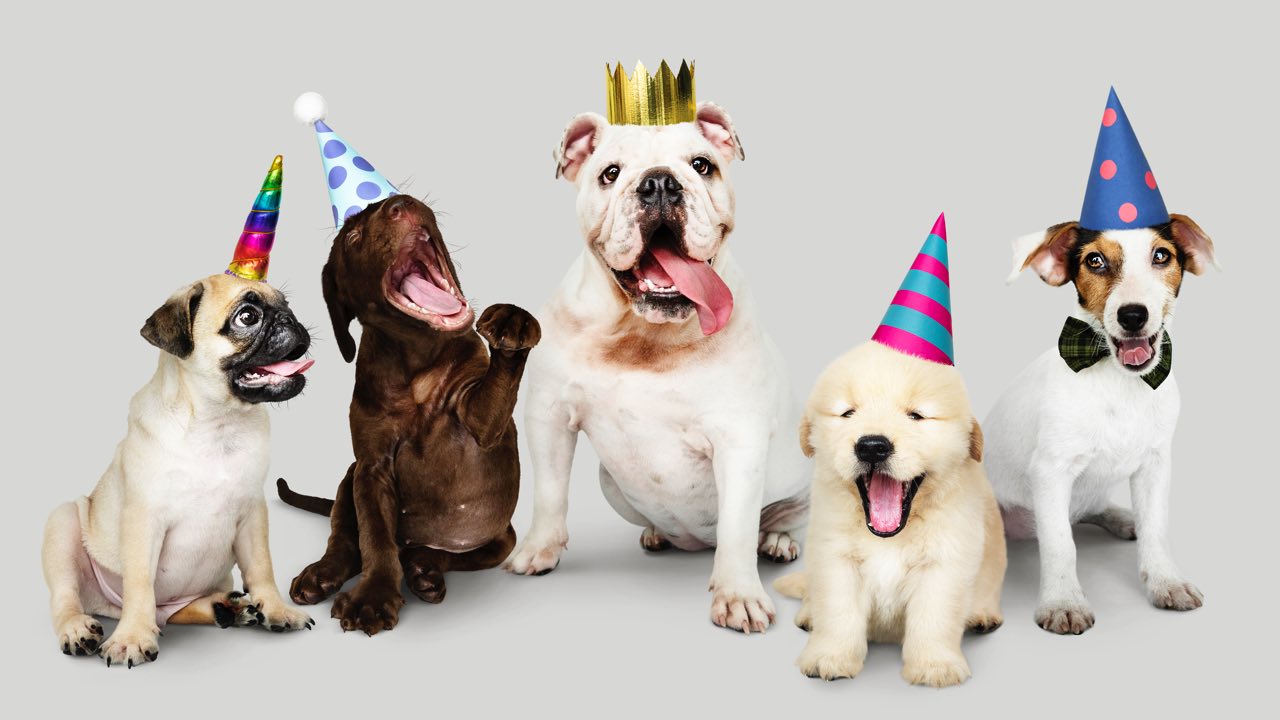 Cute Happy Birthday Wishes For Dog - TheTalka
